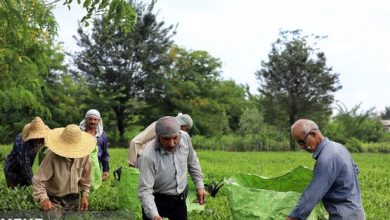 ۸۷ درصد مطالبات چایکاران پرداخت شد