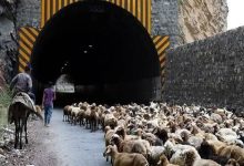 انسداد موقت جاده چالوس برای عبور احشام