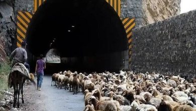 انسداد موقت جاده چالوس برای عبور احشام