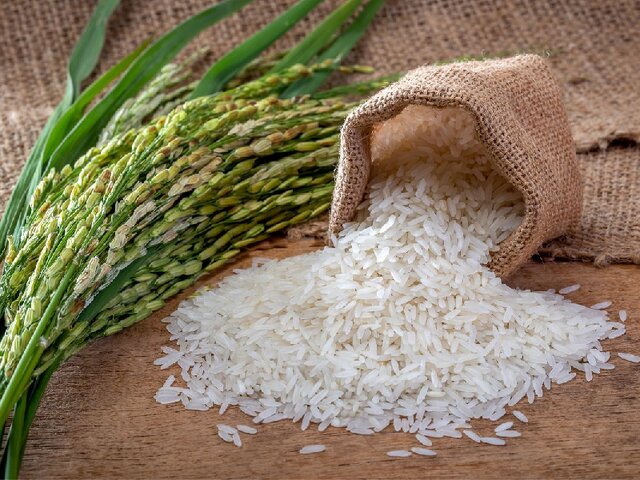 تولید برنج