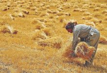 خرید تضمینی گندم