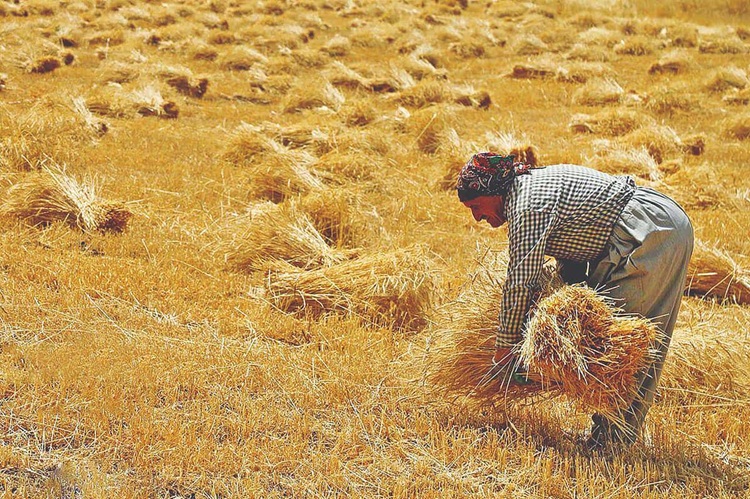 خرید تضمینی گندم