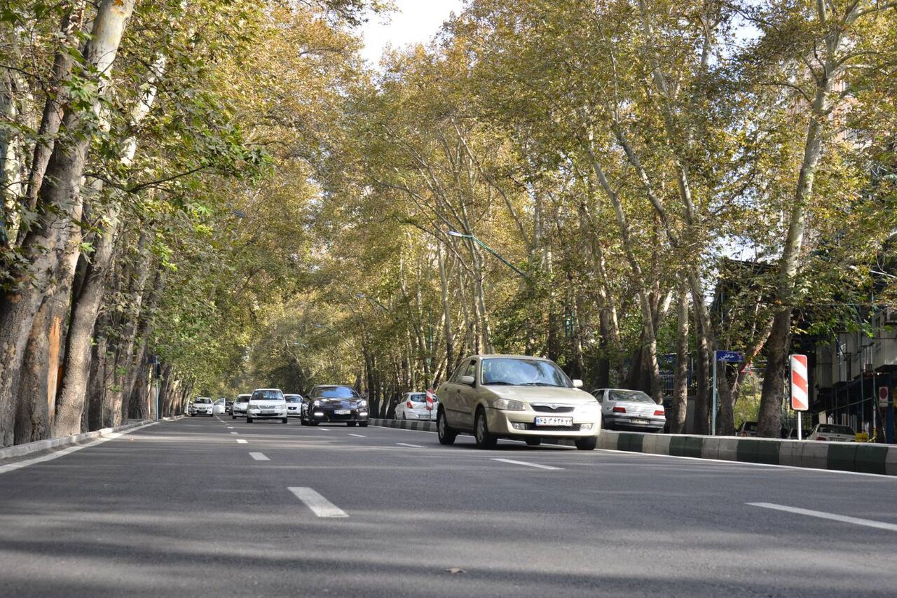 درختان