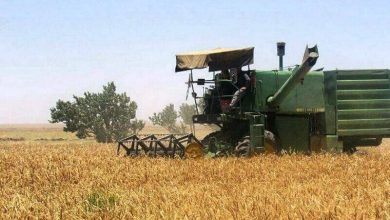 دولت حساب گندم‌کاران را تسویه کرد