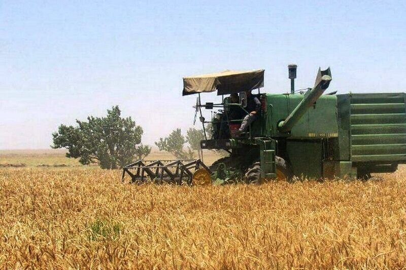 دولت حساب گندم‌کاران را تسویه کرد