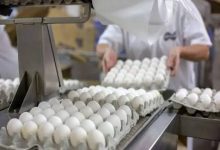 مرغداران خواستار افزایش قیمت تخم‌مرغ شدند