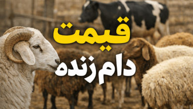 قیمت دام زنده