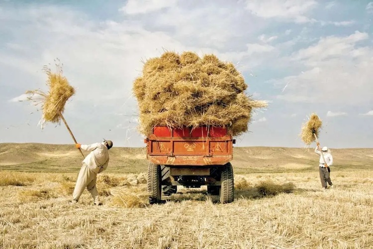 پول گندم کاران