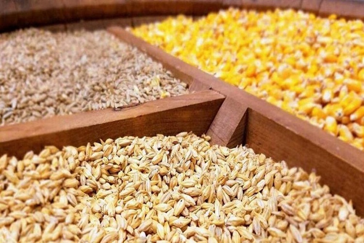 گندم دامی